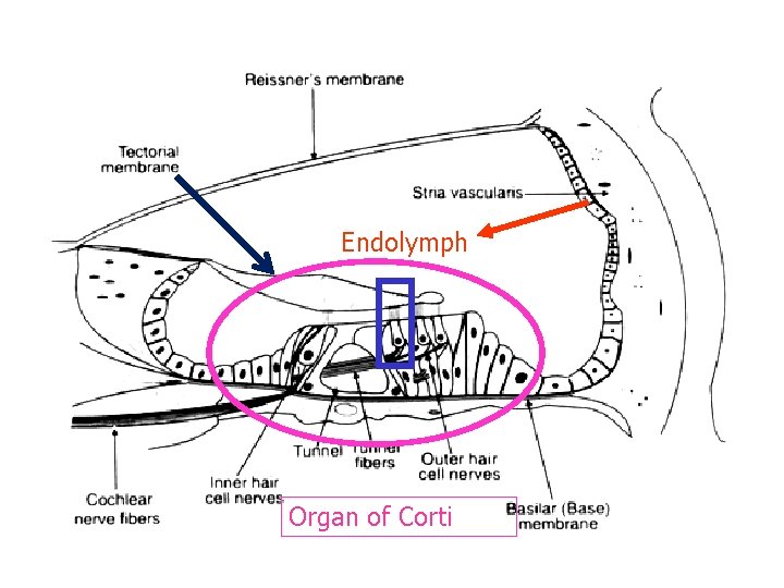 Endolymph Organ of Corti 
