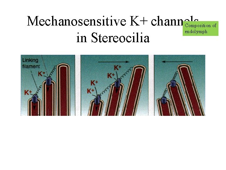 Mechanosensitive K+ channels in Stereocilia Composition of endolymph 