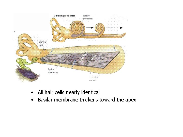  • All hair cells nearly identical • Basilar membrane thickens toward the apex