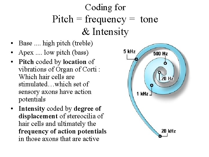 Coding for Pitch = frequency = tone & Intensity • Base. . high pitch