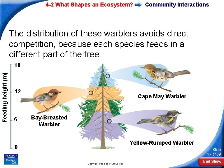 4 -2 What Shapes an Ecosystem? Community Interactions The distribution of these warblers avoids