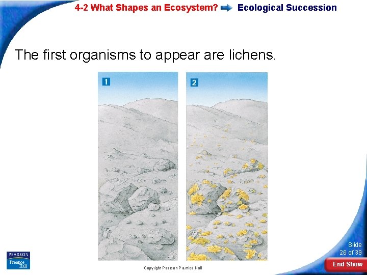 4 -2 What Shapes an Ecosystem? Ecological Succession The first organisms to appear are