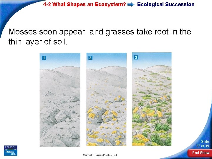 4 -2 What Shapes an Ecosystem? Ecological Succession Mosses soon appear, and grasses take
