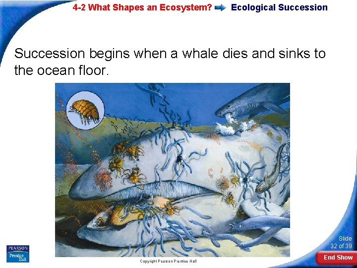 4 -2 What Shapes an Ecosystem? Ecological Succession begins when a whale dies and