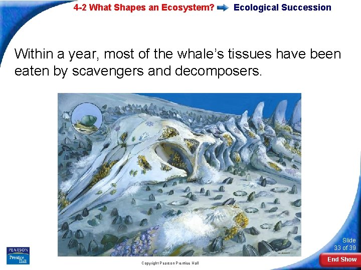 4 -2 What Shapes an Ecosystem? Ecological Succession Within a year, most of the
