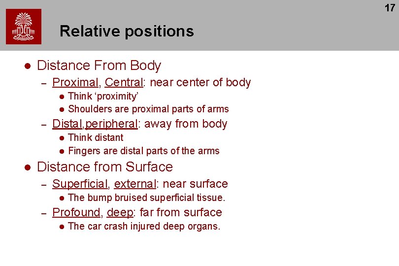 17 Relative positions l Distance From Body – Proximal, Central: near center of body