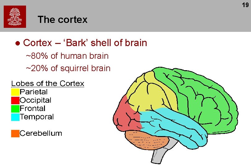 19 The cortex l Cortex – ‘Bark’ shell of brain ~80% of human brain