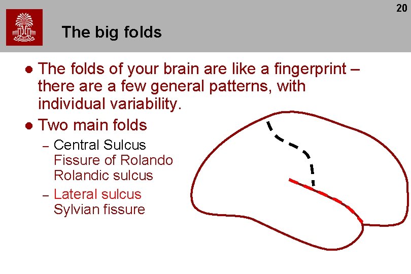 20 The big folds The folds of your brain are like a fingerprint –