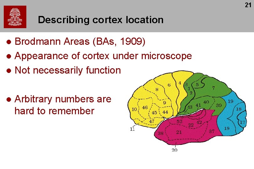 21 Describing cortex location Brodmann Areas (BAs, 1909) l Appearance of cortex under microscope