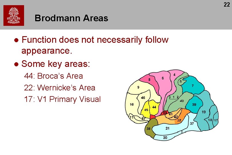 22 Brodmann Areas Function does not necessarily follow appearance. l Some key areas: l