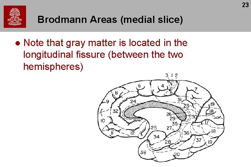 23 Brodmann Areas (medial slice) l Note that gray matter is located in the