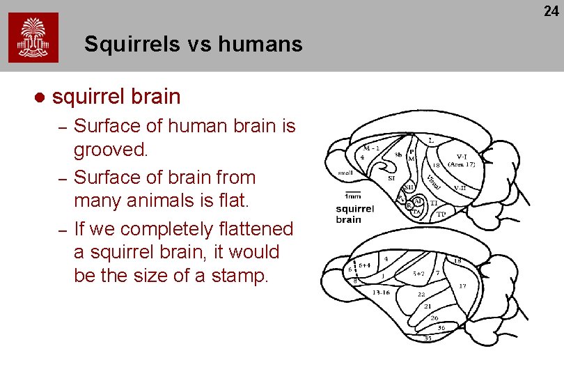 24 Squirrels vs humans l squirrel brain – – – Surface of human brain