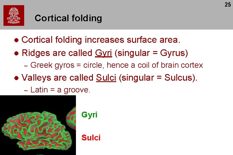 25 Cortical folding increases surface area. l Ridges are called Gyri (singular = Gyrus)