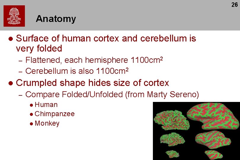 26 Anatomy l Surface of human cortex and cerebellum is very folded – –