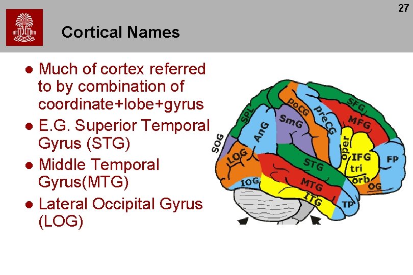 27 Cortical Names Much of cortex referred to by combination of coordinate+lobe+gyrus l E.