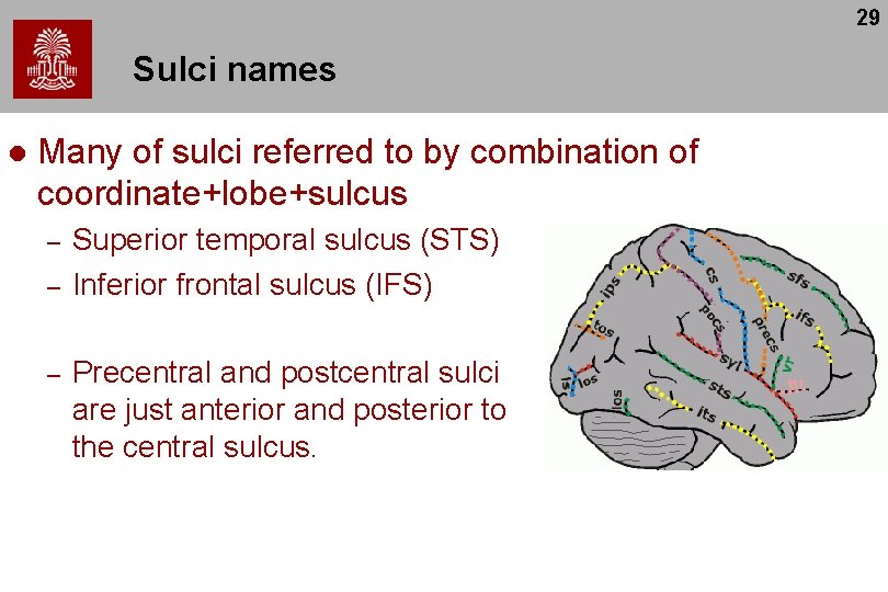 29 Sulci names l Many of sulci referred to by combination of coordinate+lobe+sulcus –