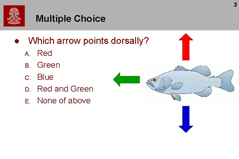 3 Multiple Choice l Which arrow points dorsally? A. B. C. D. E. Red