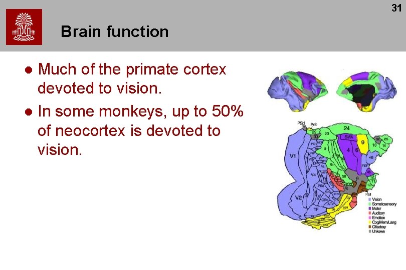 31 Brain function Much of the primate cortex devoted to vision. l In some