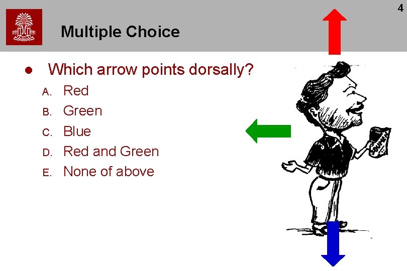 4 Multiple Choice l Which arrow points dorsally? A. B. C. D. E. Red