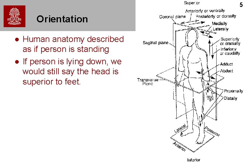 5 Orientation l l Human anatomy described as if person is standing If person