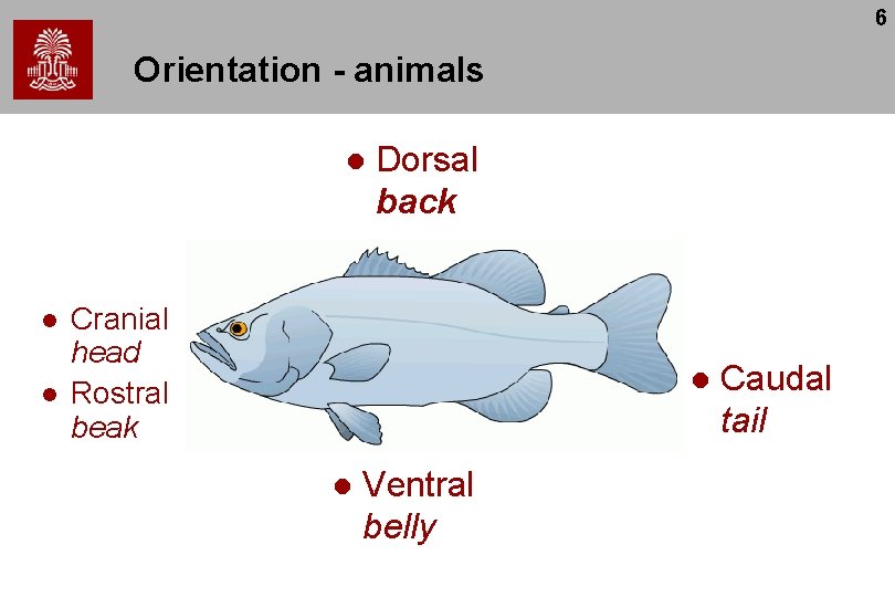 6 Orientation - animals l l l Dorsal back Cranial head Rostral beak l