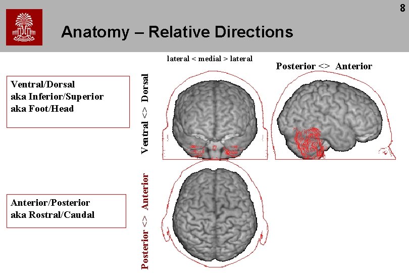 8 Anatomy – Relative Directions Anterior/Posterior aka Rostral/Caudal Posterior <> Anterior Ventral/Dorsal aka Inferior/Superior