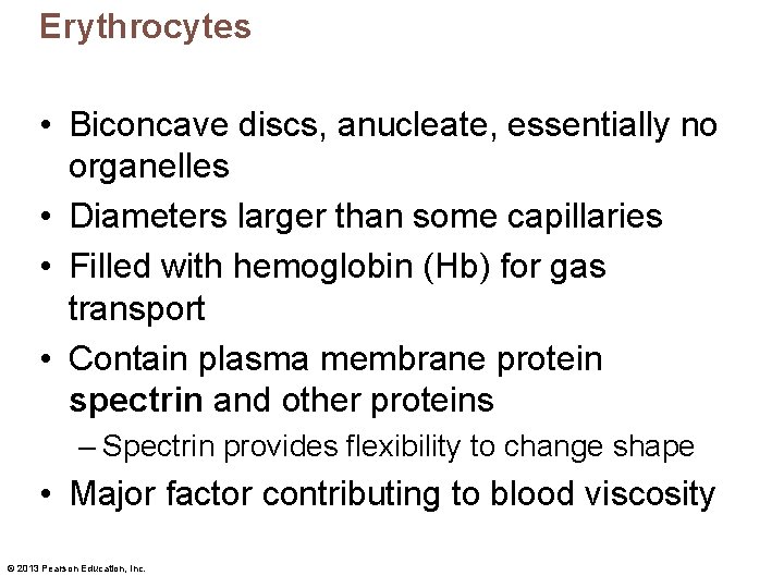 Erythrocytes • Biconcave discs, anucleate, essentially no organelles • Diameters larger than some capillaries