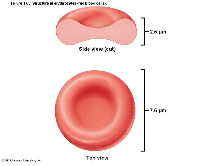 Figure 17. 3 Structure of erythrocytes (red blood cells). 2. 5 µm Side view