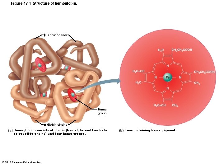 Figure 17. 4 Structure of hemoglobin. Globin chains Heme group Globin chains Hemoglobin consists