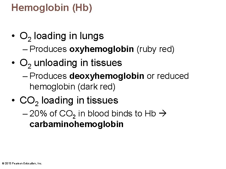 Hemoglobin (Hb) • O 2 loading in lungs – Produces oxyhemoglobin (ruby red) •