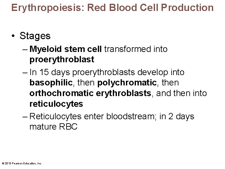 Erythropoiesis: Red Blood Cell Production • Stages – Myeloid stem cell transformed into proerythroblast