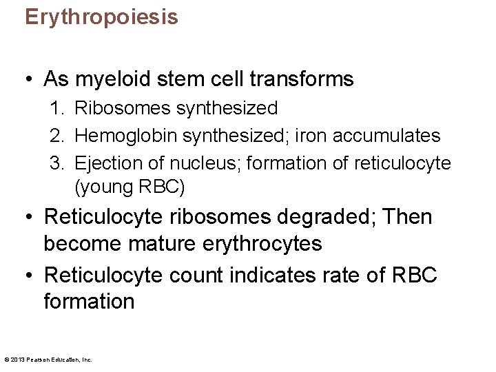 Erythropoiesis • As myeloid stem cell transforms 1. Ribosomes synthesized 2. Hemoglobin synthesized; iron