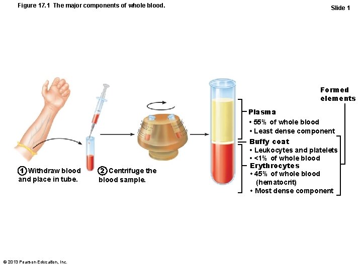 Figure 17. 1 The major components of whole blood. Slide 1 Formed elements 1