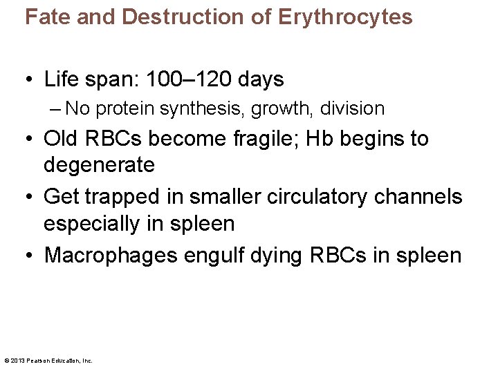 Fate and Destruction of Erythrocytes • Life span: 100– 120 days – No protein