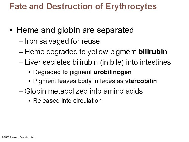 Fate and Destruction of Erythrocytes • Heme and globin are separated – Iron salvaged