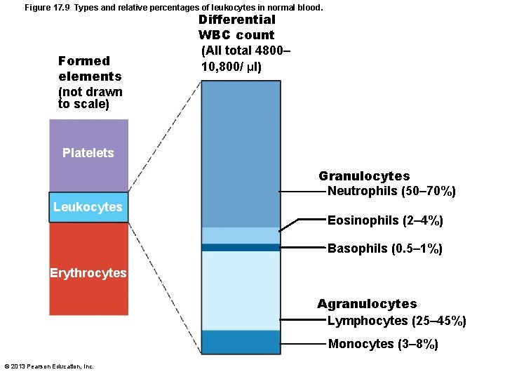 Figure 17. 9 Types and relative percentages of leukocytes in normal blood. Formed elements