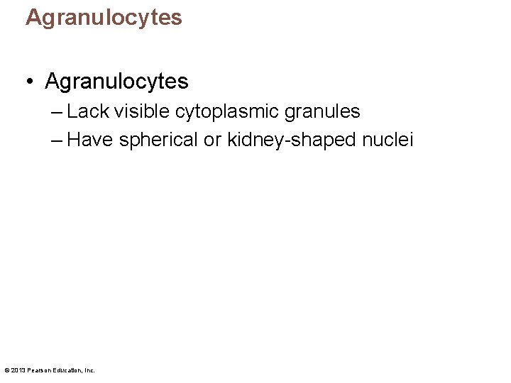 Agranulocytes • Agranulocytes – Lack visible cytoplasmic granules – Have spherical or kidney-shaped nuclei