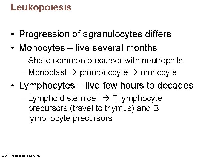 Leukopoiesis • Progression of agranulocytes differs • Monocytes – live several months – Share
