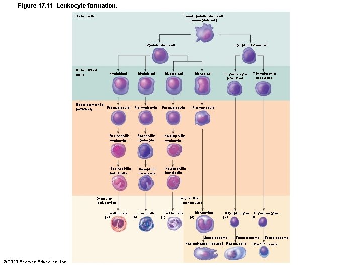 Figure 17. 11 Leukocyte formation. Stem cells Hematopoietic stem cell (hemocytoblast) Lymphoid stem cell