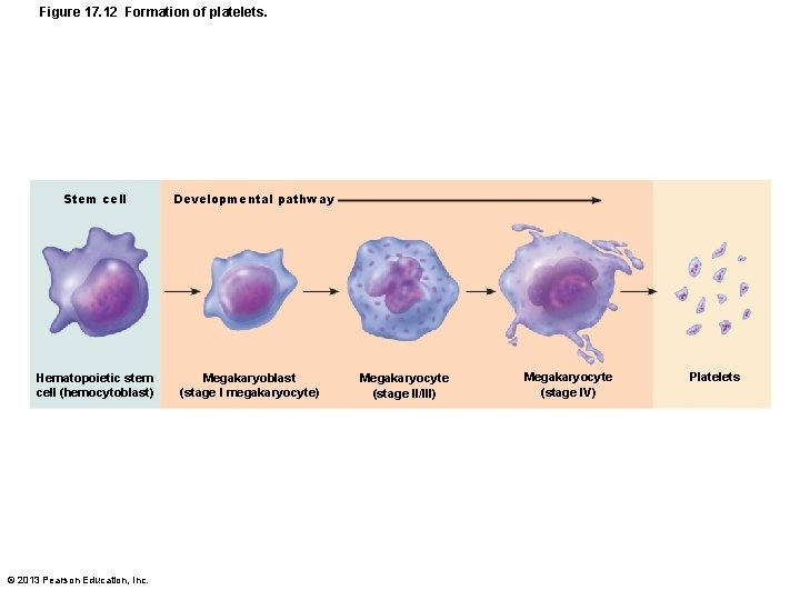 Figure 17. 12 Formation of platelets. Stem cell Hematopoietic stem cell (hemocytoblast) © 2013