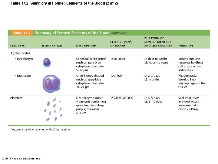 Table 17. 2 Summary of Formed Elements of the Blood (2 of 2) ©