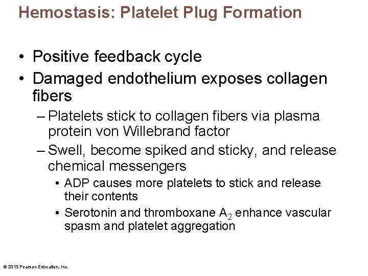 Hemostasis: Platelet Plug Formation • Positive feedback cycle • Damaged endothelium exposes collagen fibers