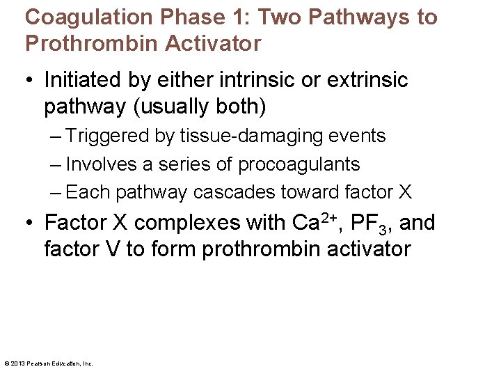Coagulation Phase 1: Two Pathways to Prothrombin Activator • Initiated by either intrinsic or