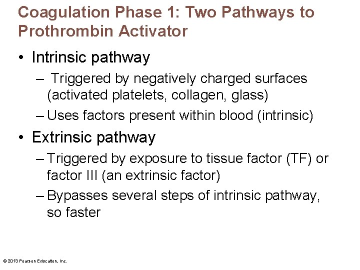 Coagulation Phase 1: Two Pathways to Prothrombin Activator • Intrinsic pathway – Triggered by