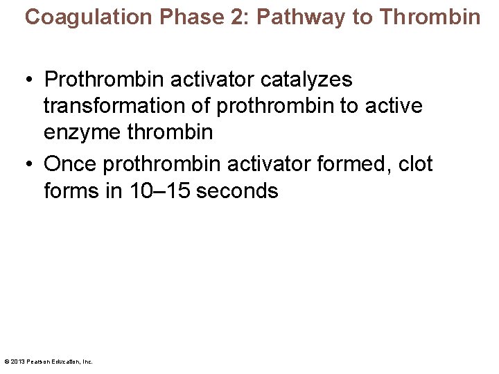 Coagulation Phase 2: Pathway to Thrombin • Prothrombin activator catalyzes transformation of prothrombin to