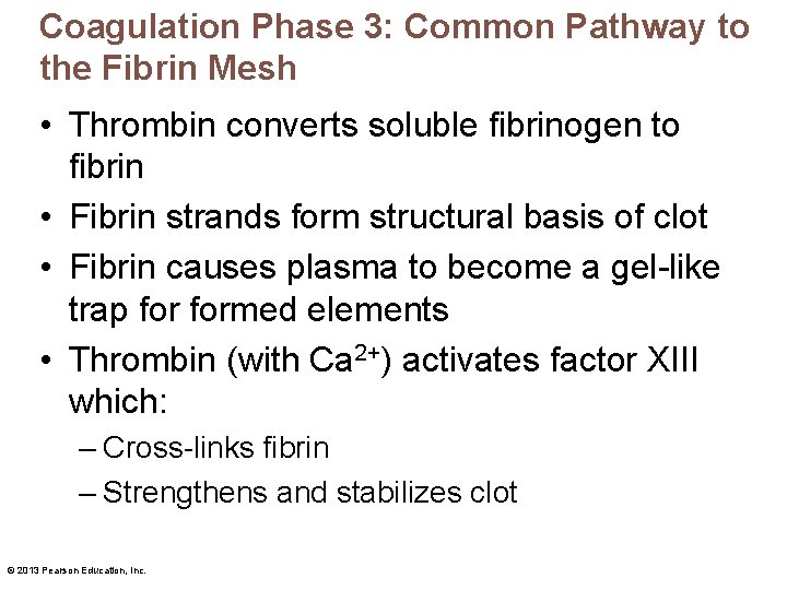 Coagulation Phase 3: Common Pathway to the Fibrin Mesh • Thrombin converts soluble fibrinogen