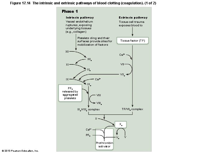 Figure 17. 14 The intrinsic and extrinsic pathways of blood clotting (coagulation). (1 of