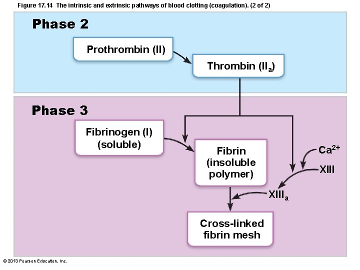 Figure 17. 14 The intrinsic and extrinsic pathways of blood clotting (coagulation). (2 of