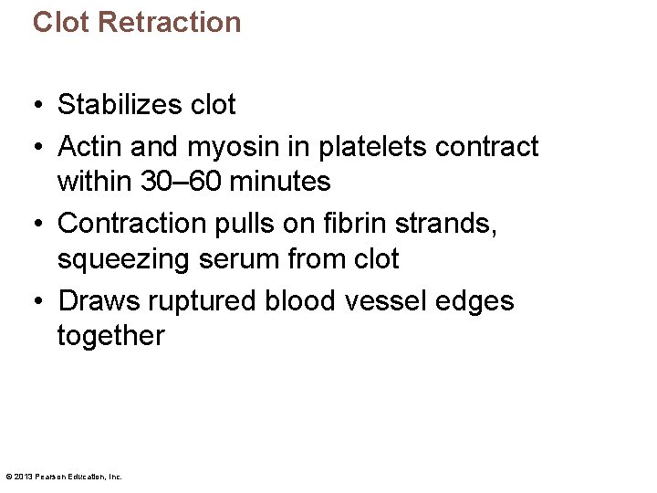 Clot Retraction • Stabilizes clot • Actin and myosin in platelets contract within 30–