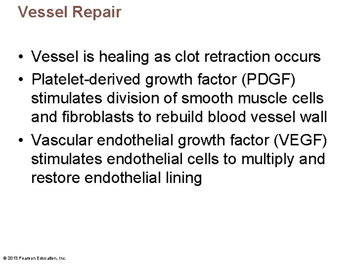 Vessel Repair • Vessel is healing as clot retraction occurs • Platelet-derived growth factor